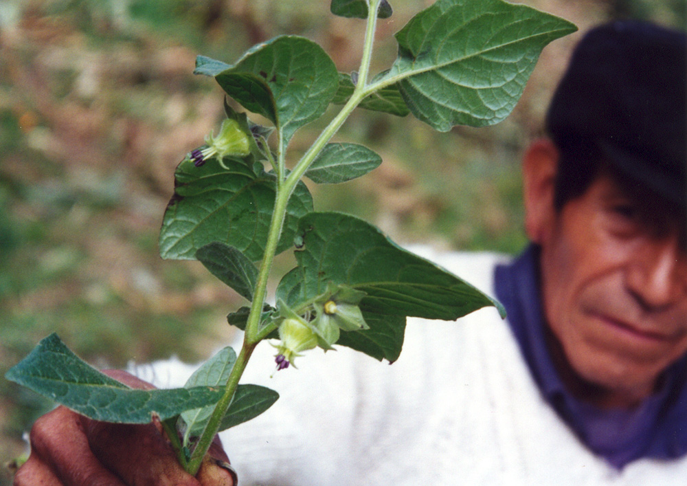Jaltomata biflora held by Peruvian man